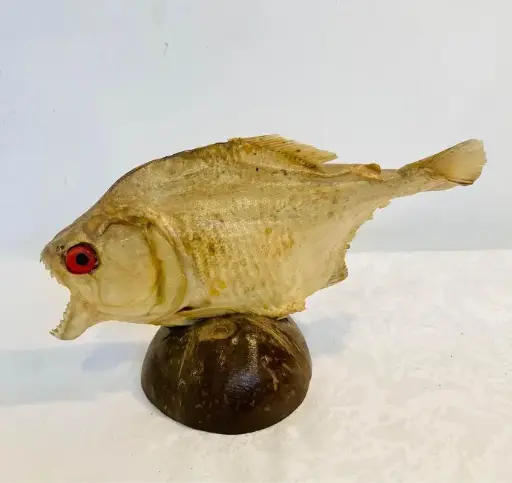 Vintage rare real decorative piranha fish! 23x14x4cm